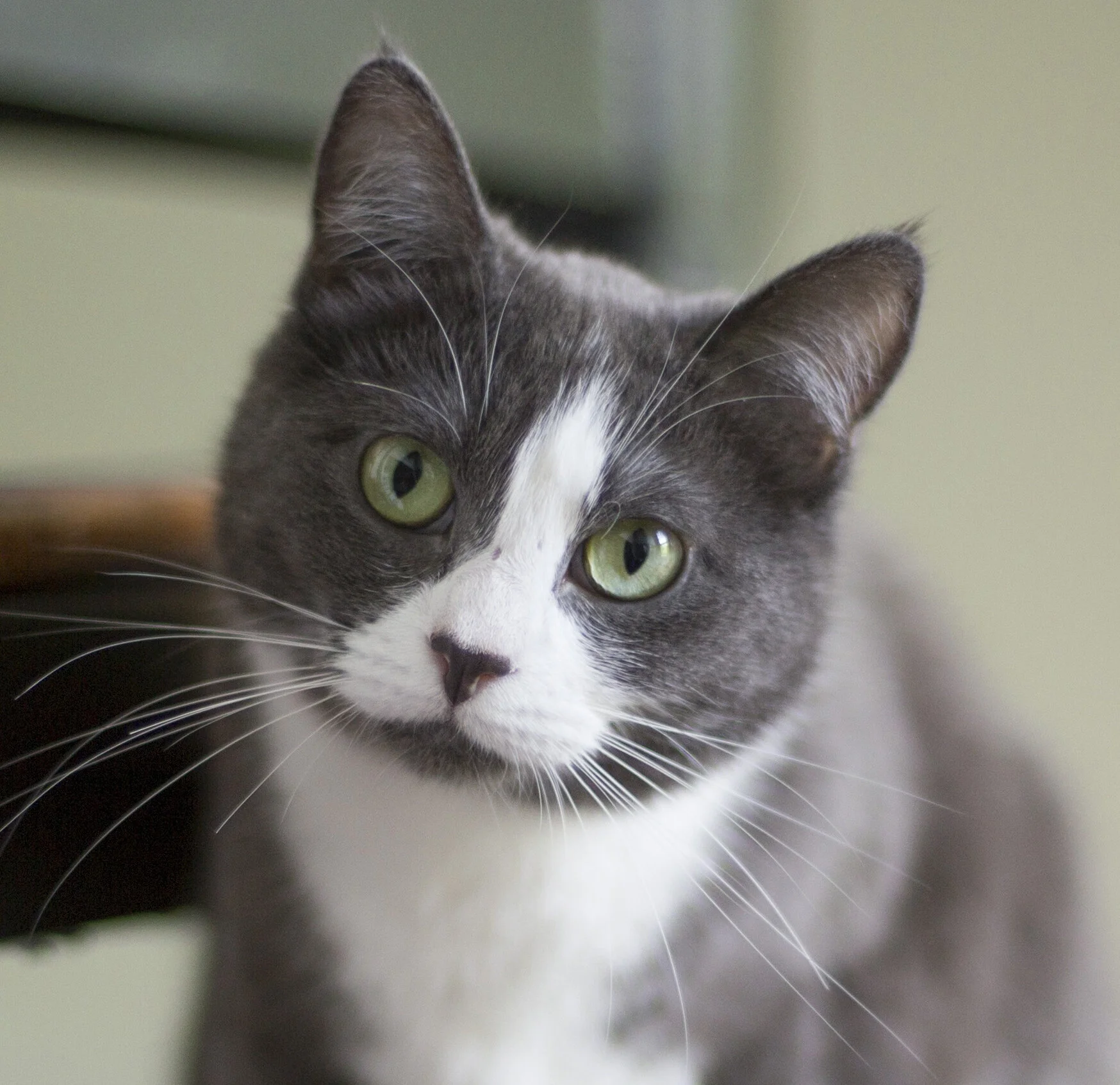 Kittens for sale greater best sale vancouver